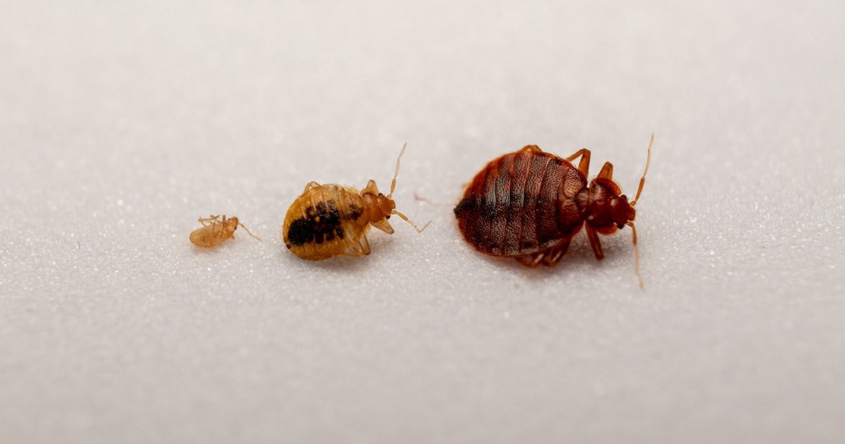 What Does a Bed Bug Look Like