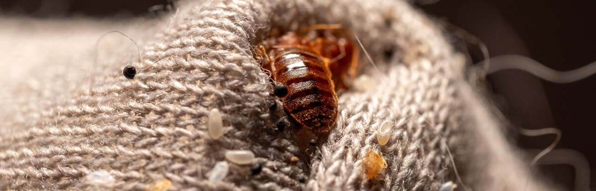 6 Proven Ways to Get Rid of Bed Bugs on Your Mattress