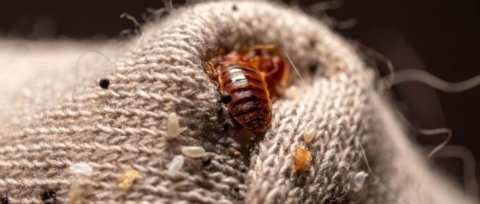 6 Proven Ways to Get Rid of Bed Bugs on Your Mattress