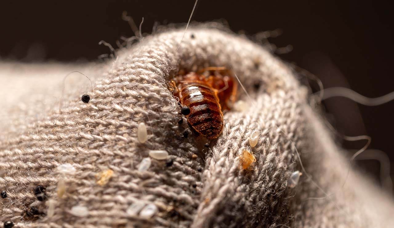 6 Proven Ways to Get Rid of Bed Bugs on Your Mattress