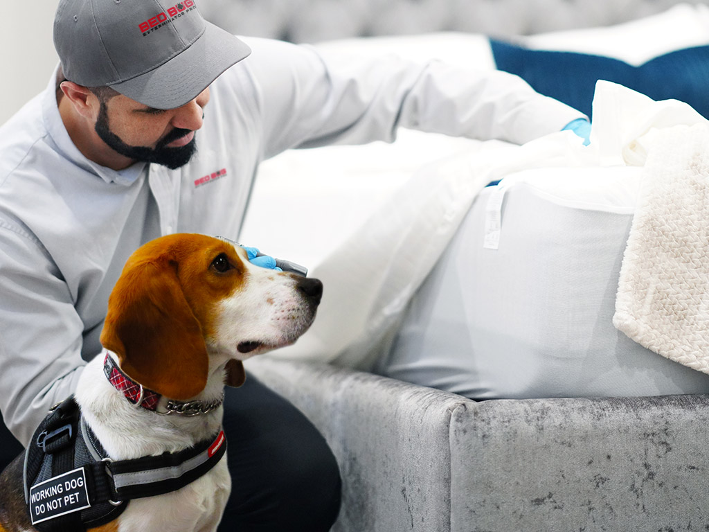 bed bug canine inspection Oakville