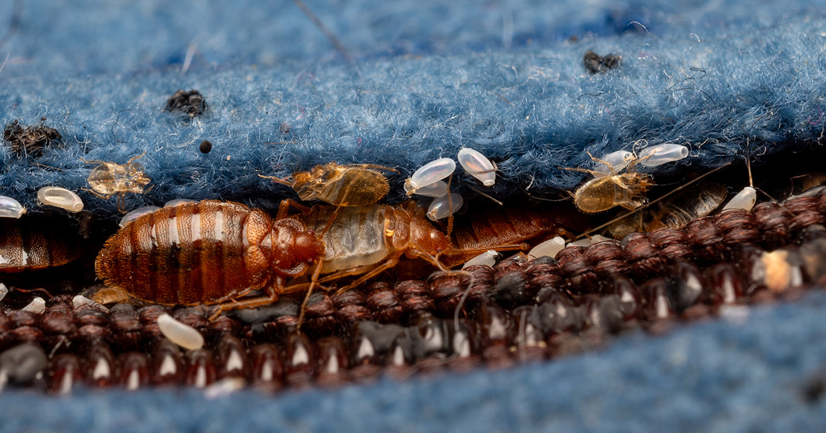 Egg Stage How Bed Bugs Start Spreading
