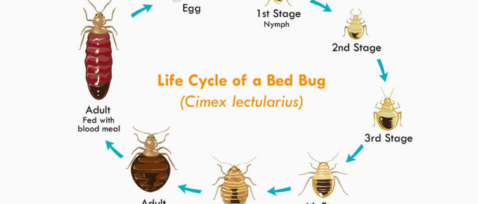 How Long Do Bed Bugs Live