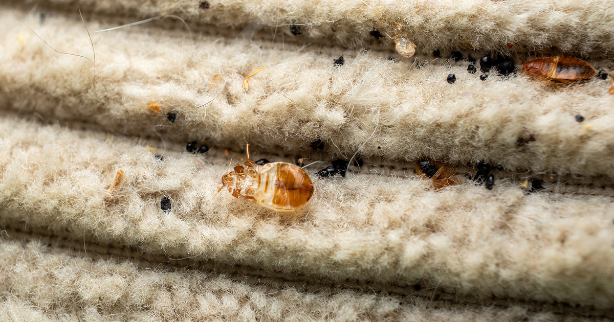 How Long Do Bed Bugs Live on Average 