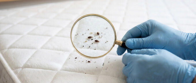 Bed bug or bedbug infestation concept as a magnification close up of parasitic insect pests on a pillow and under the sheets as a hygiene symbol and metaphor for inspection and danger of bloodsucking parasites living inside a mattress.