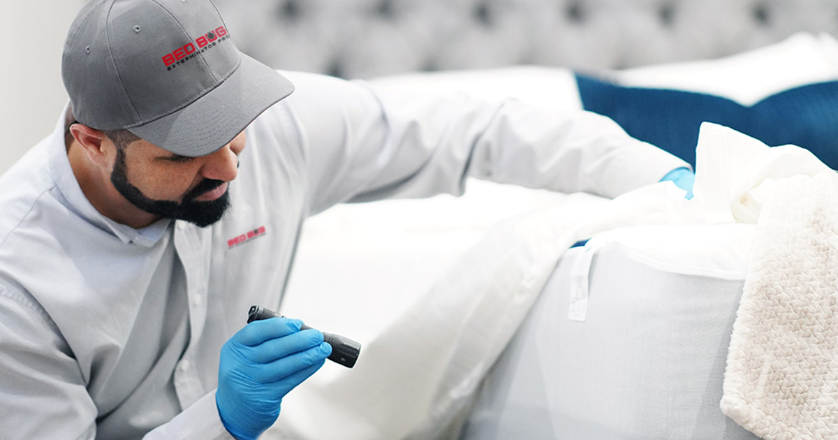 Expert Pest Control Team Handle the Rest