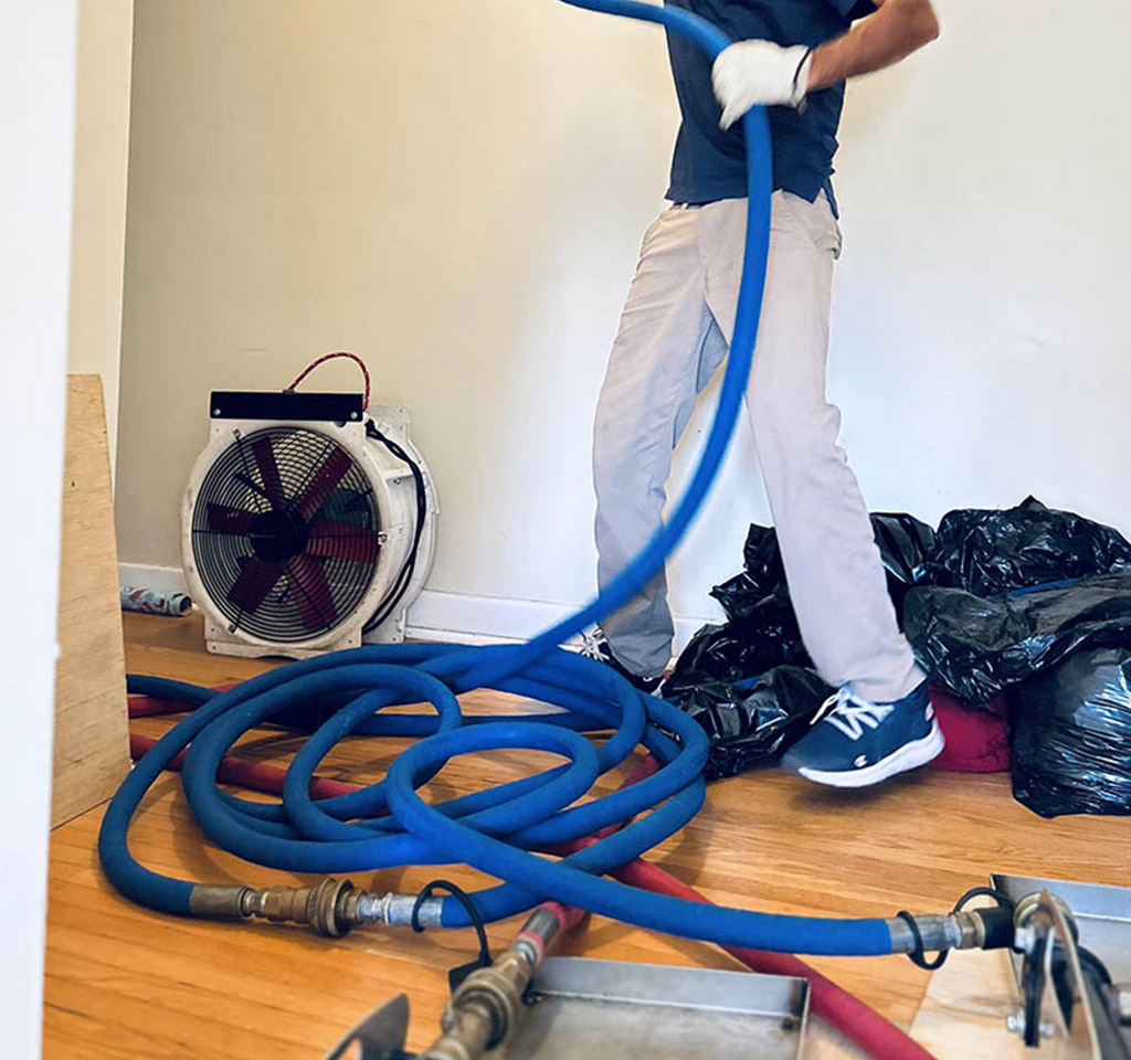 Importance of professional bed bug treatment Hamilton