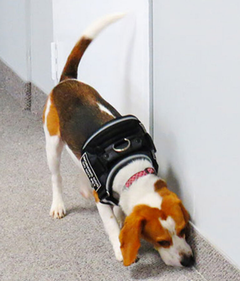K9 Bed Bug Detection Service Toronto