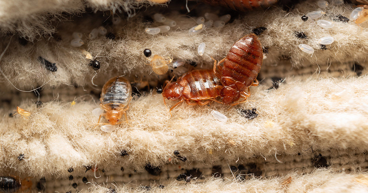 Does Steam Kill Bed Bugs Instantly